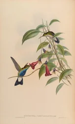 Hypuroptila caeruleigaster